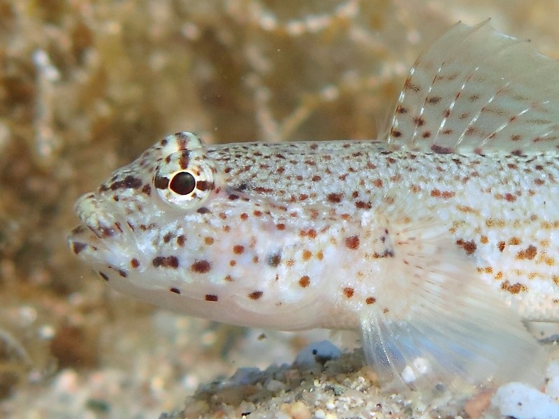 Gobius incognitus (M. Kovacic and R. anda, 2016) vs. Gobius bucchichi (Steindachner,1870)